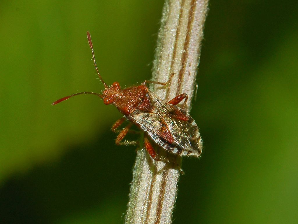 Rhopalus subrufus